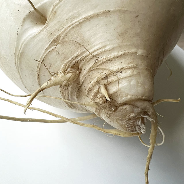 Korean radish Asian Food Dictionary